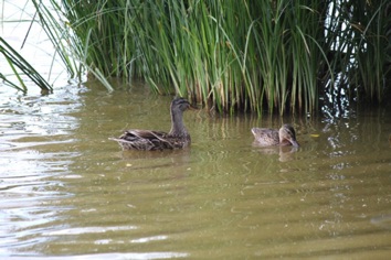 IMG_1066 IMG_1066