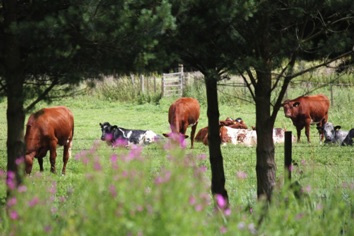 IMG_1080 IMG_1080