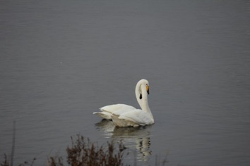 IMG_1259